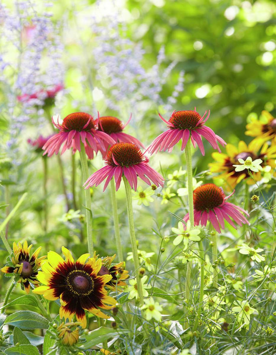 Coneflower Scene - Poster | Canvas Wall Art Print