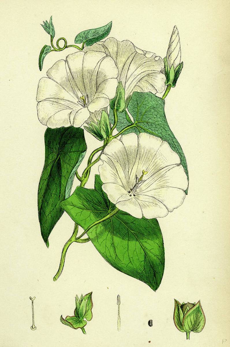 Convolvulus Sepium Great Bindweed - Poster | Canvas Wall Art Print