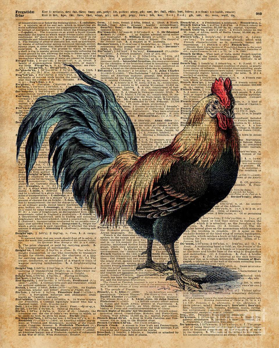 Cottage Rooster Illustration Vintage Dictionary Book Page - Poster | Canvas Wall Art Print