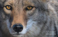 Coyote Mirror - Poster | Canvas Wall Art Print