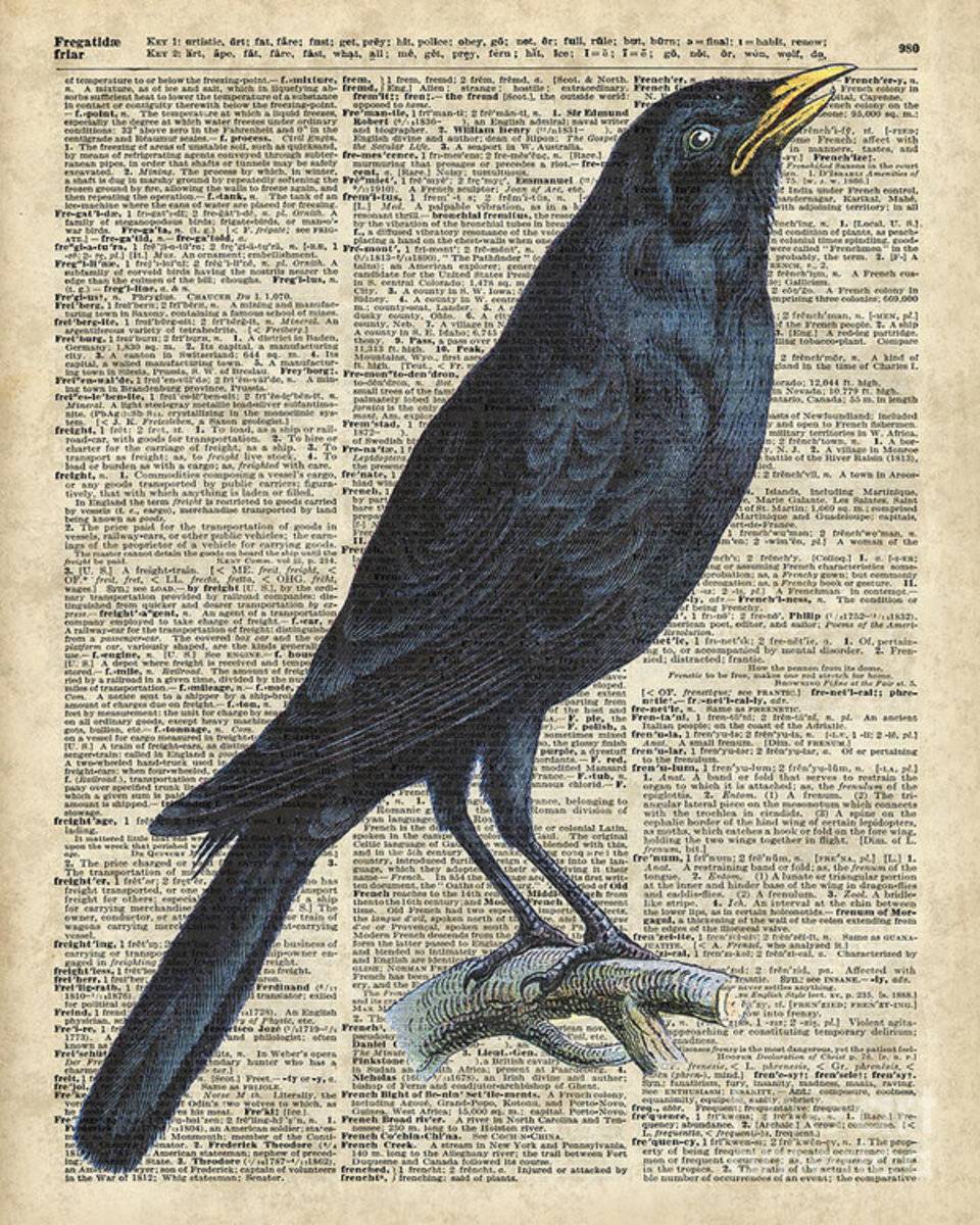 Crow On Dictionary Book Page - Poster | Canvas Wall Art Print