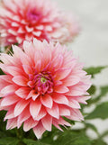 Dahlia - Poster | Canvas Wall Art Print