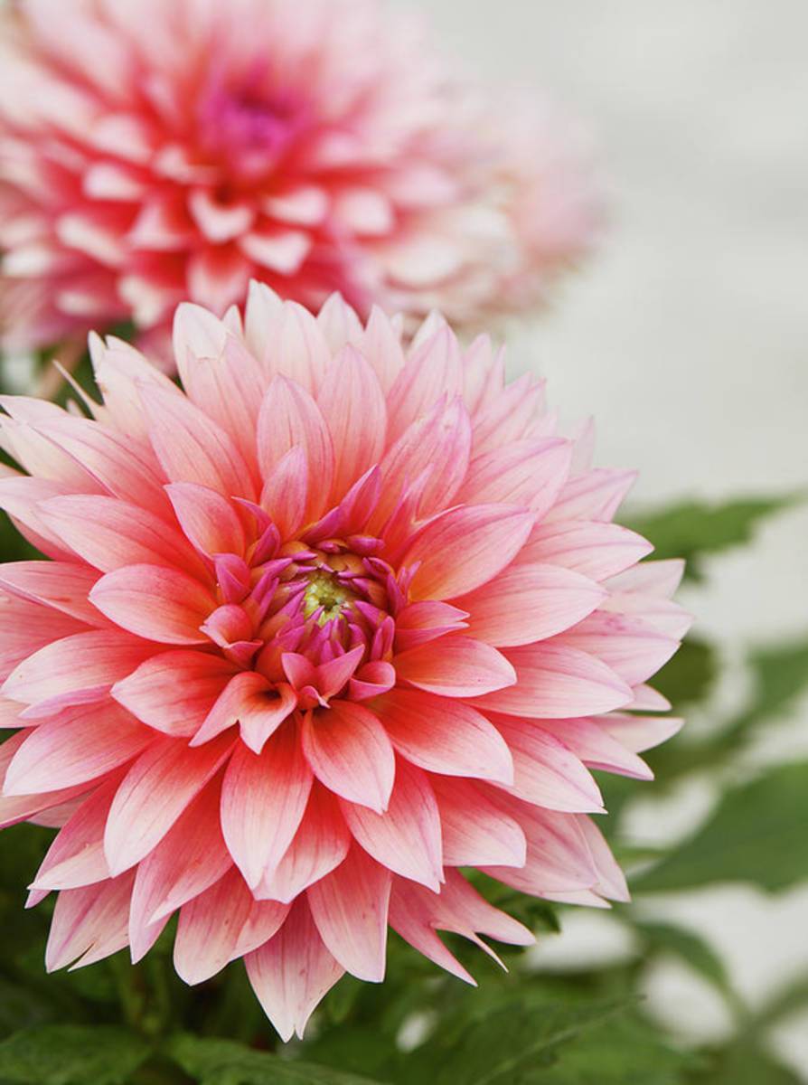 Dahlia - Poster | Canvas Wall Art Print