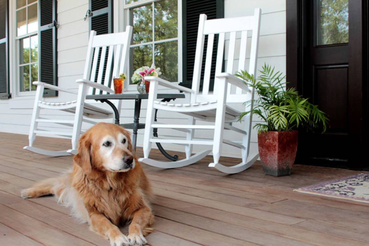 Dog Days Of Summer - Poster | Canvas Wall Art Print