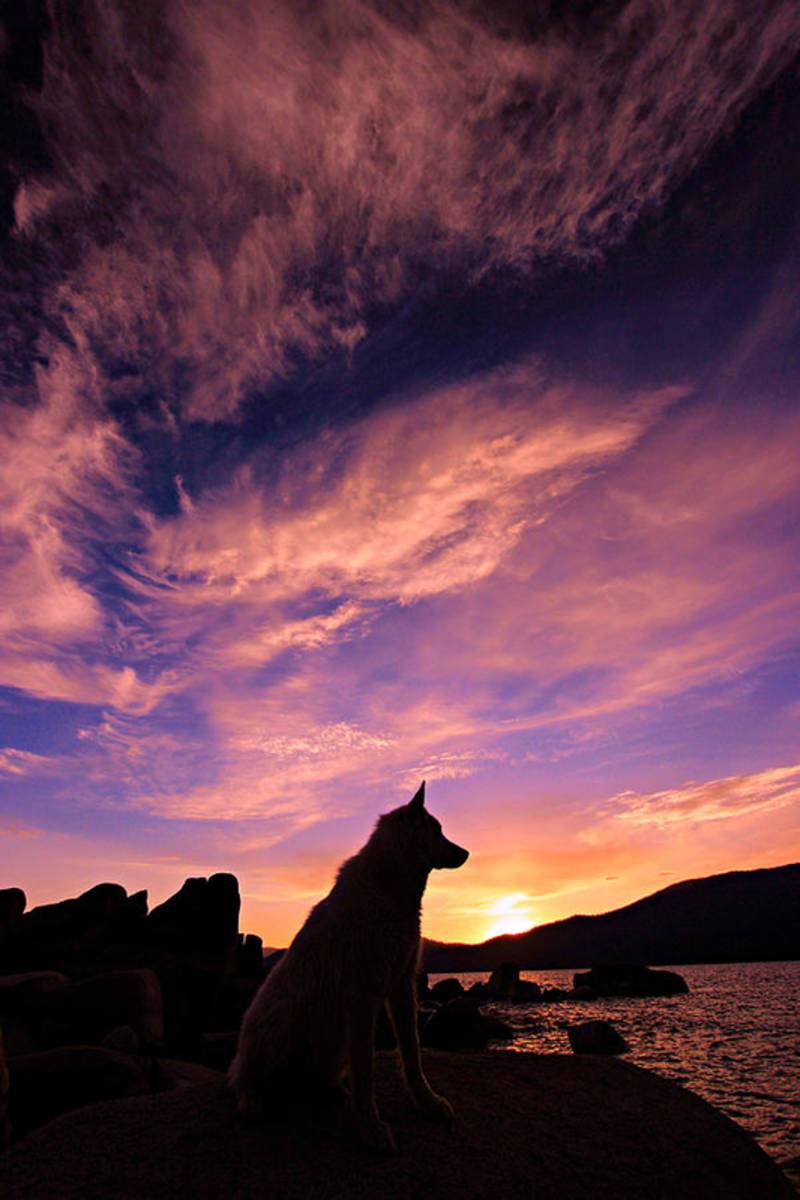 Dogs Dream Too - Poster | Canvas Wall Art Print