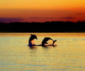 Dolphin Serenade - Poster | Canvas Wall Art Print