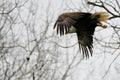 Eagle In Flight - Rapper - Poster | Canvas Wall Art Print