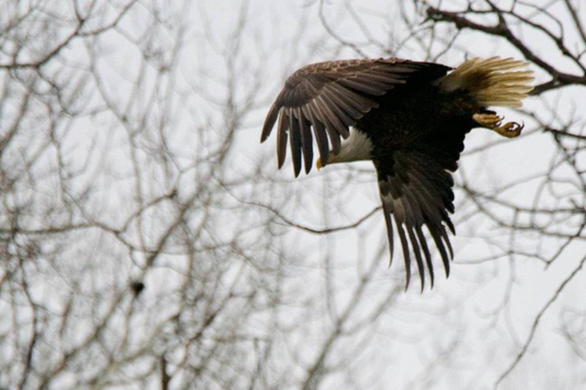 Eagle In Flight - Rapper - Poster | Canvas Wall Art Print