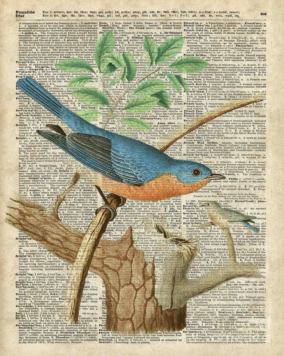 Eastern Blue Birds - Poster | Canvas Wall Art Print