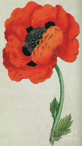 Eastern Poppy Papaver Orientale - Poster | Canvas Wall Art Print