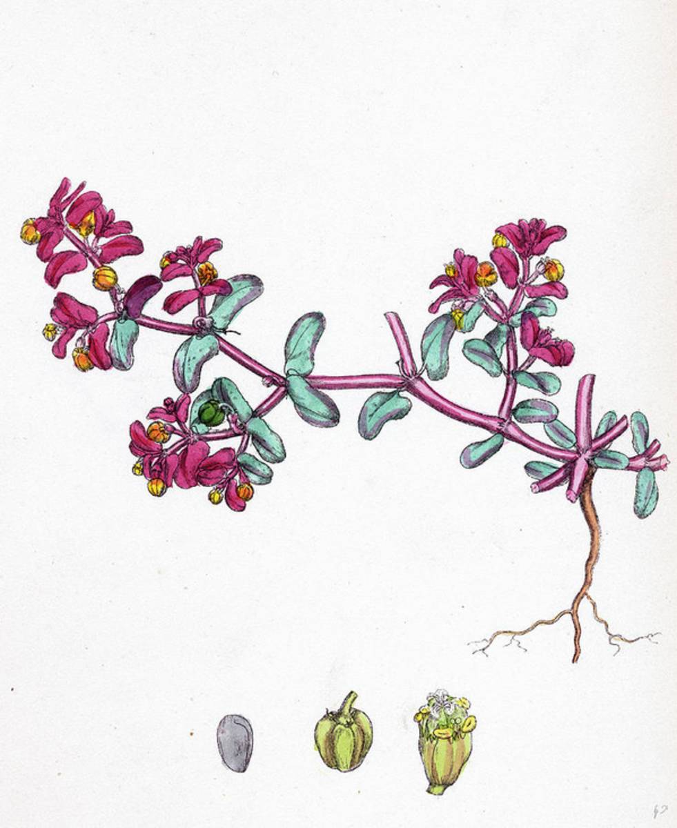 Euphorbia Peplis Purple Spurge - Poster | Canvas Wall Art Print