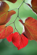 Redbud - Poster | Canvas Wall Art Print