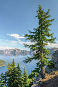 Discovery Point, Crater Lake - Poster | Canvas Wall Art Print