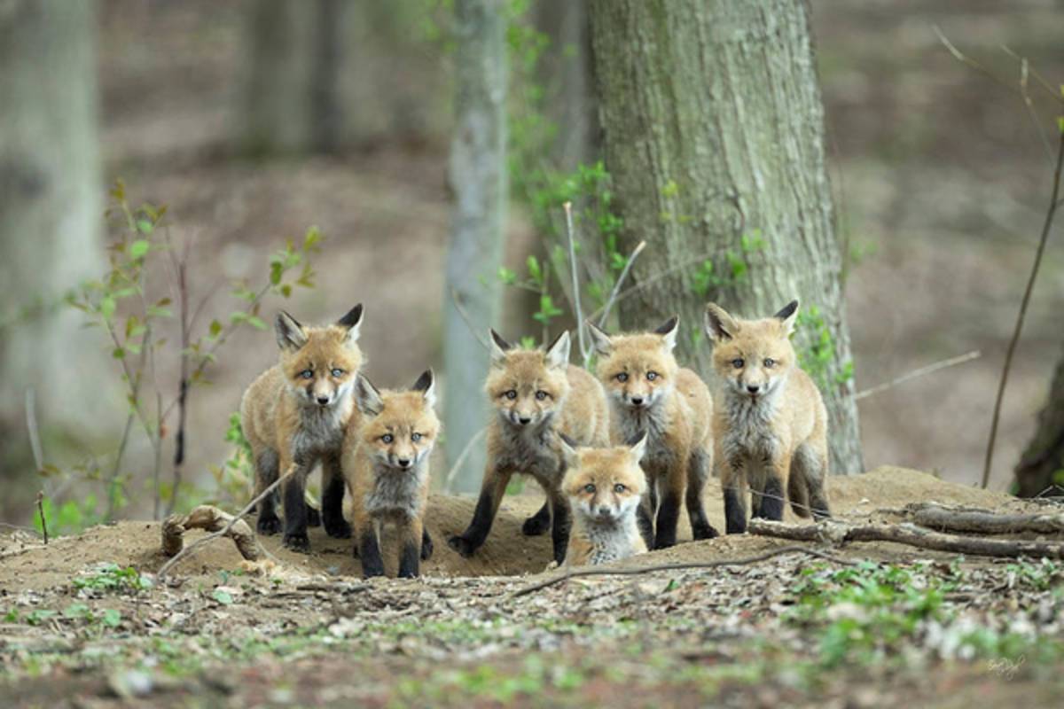 Fox Family Portrait - Poster | Canvas Wall Art Print