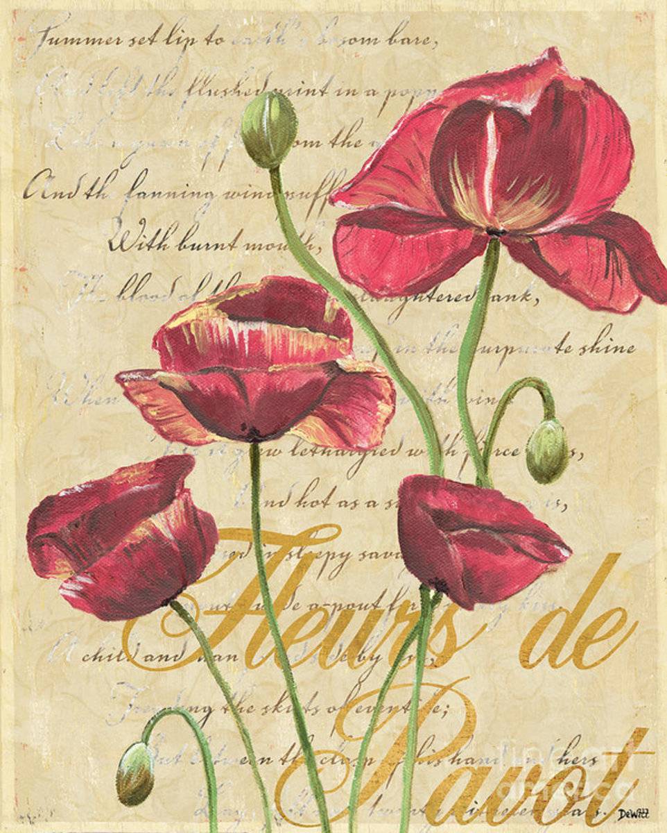 French Pink Poppies - Poster | Canvas Wall Art Print