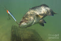 Gag Grouper - Poster | Canvas Wall Art Print