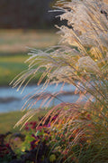 Gravel Road Grasses - Poster | Canvas Wall Art Print