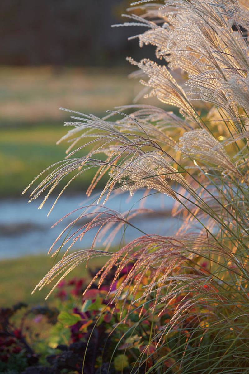 Gravel Road Grasses - Poster | Canvas Wall Art Print