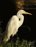 Great Egret At Morning - Poster | Canvas Wall Art Print