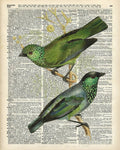 Green Canary Birds Couple Over Vintage Dictionary Book Page - Poster | Canvas Wall Art Print