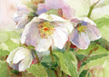Hellebore - Poster | Canvas Wall Art Print