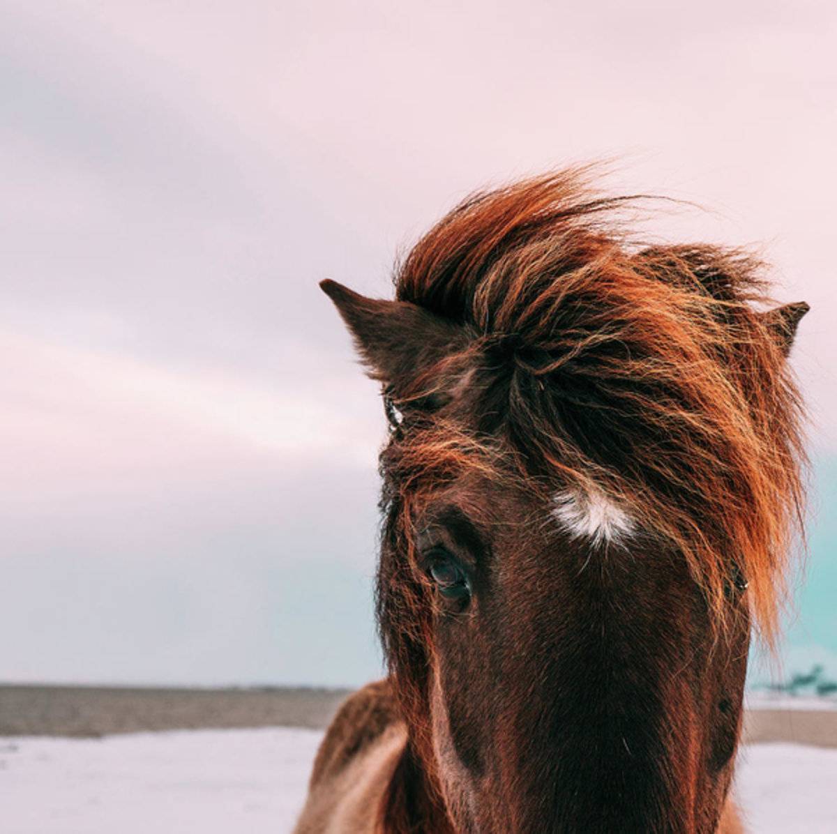 Horse - Poster | Canvas Wall Art Print