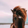 Horse - Poster | Canvas Wall Art Print