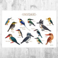 Kingfishers Field Guide Art Print - Ornithology Wall Art - Nature Prints - Bird - Classification Chart - Poster | Canvas Wall Art Print