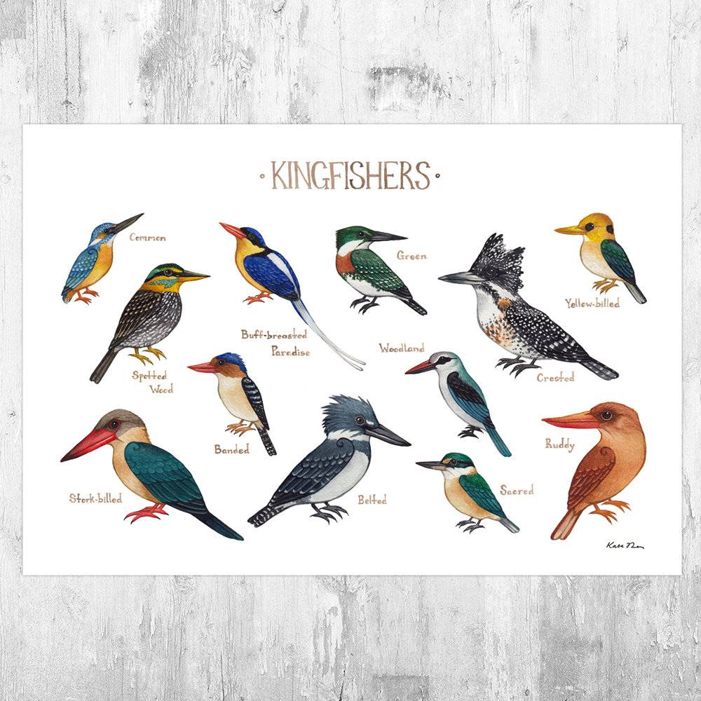 Kingfishers Field Guide Art Print - Ornithology Wall Art - Nature Prints - Bird - Classification Chart - Poster | Canvas Wall Art Print
