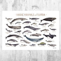 Florida Marine Mammals Field Guide Art Print - Ocean Animals - Nature Print - Poster | Canvas Wall Art Print