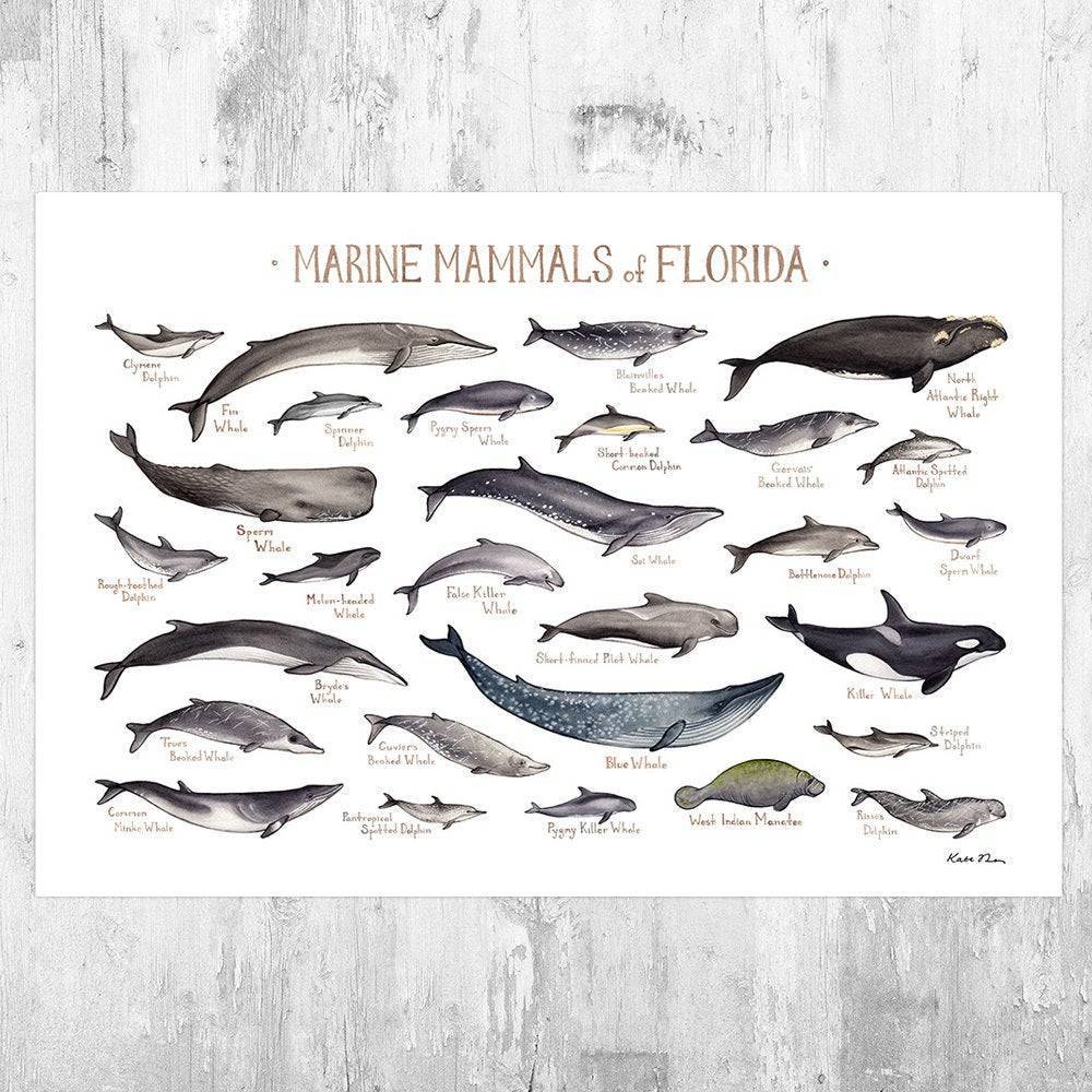 Florida Marine Mammals Field Guide Art Print - Ocean Animals - Nature Print - Poster | Canvas Wall Art Print