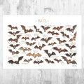 Bats Of North America Field Guide Art Print - Nature Print - Wildlife - Poster | Canvas Wall Art Print