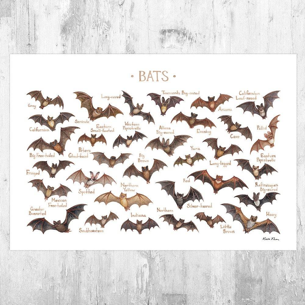 Bats Of North America Field Guide Art Print - Nature Print - Wildlife - Poster | Canvas Wall Art Print