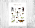 Insects Field Guide Art Print - Insect Collection - Entomology Guide - Nature Print - Bug Art - Poster | Canvas Wall Art Print