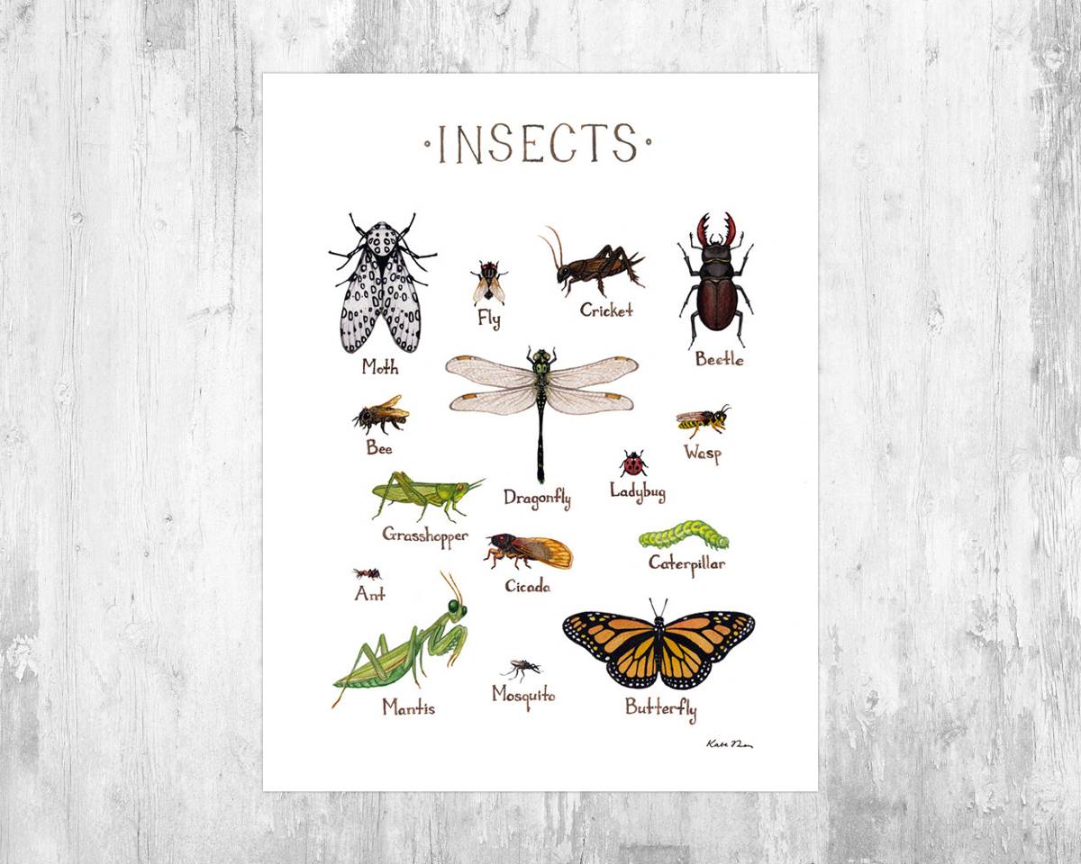 Insects Field Guide Art Print - Insect Collection - Entomology Guide - Nature Print - Bug Art - Poster | Canvas Wall Art Print