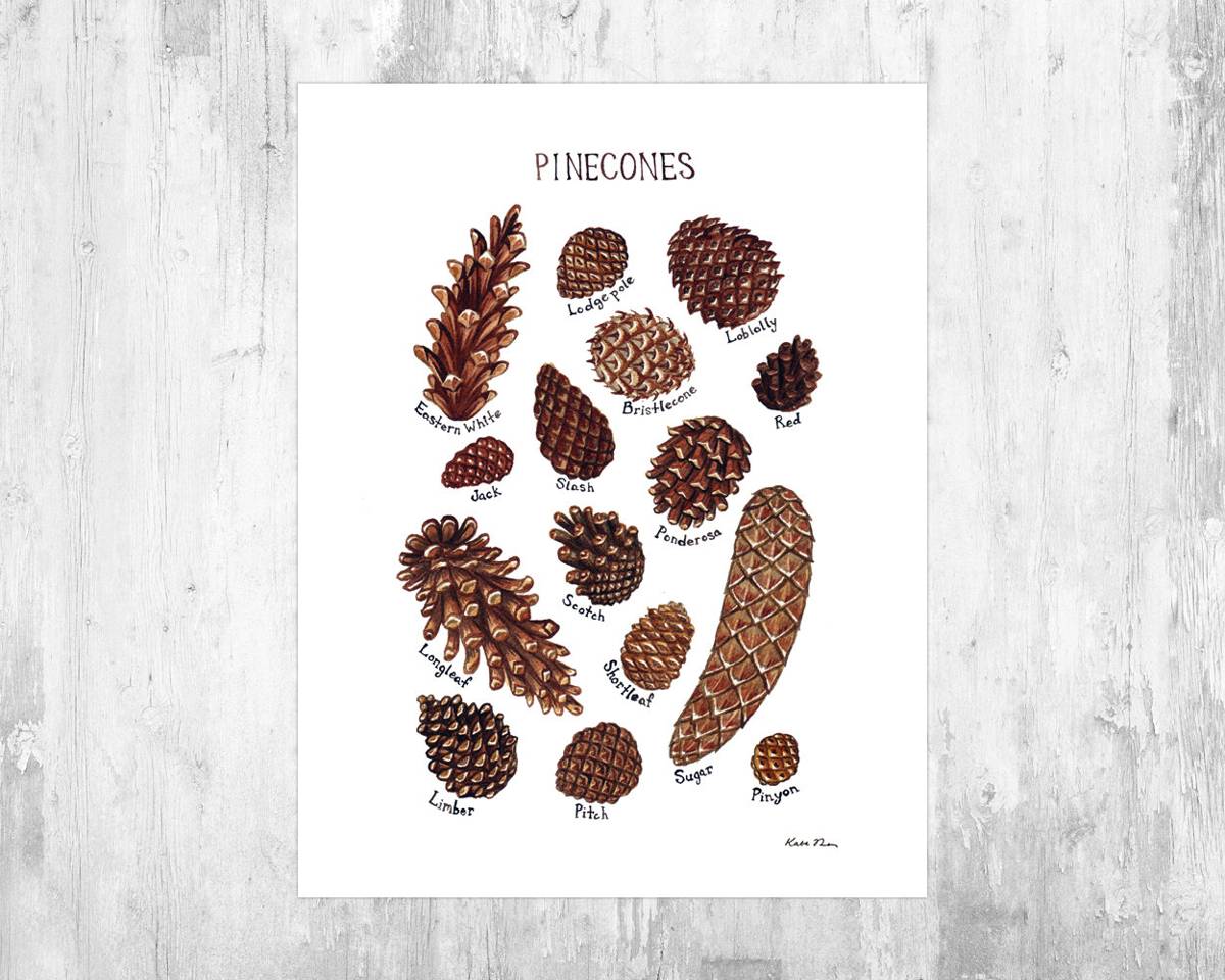 Pine Cones Field Guide Art Print - Nature Print - Poster | Canvas Wall Art Print