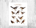Wrens Of North America Art Print - Nature Print - Bird Art - Poster | Canvas Wall Art Print