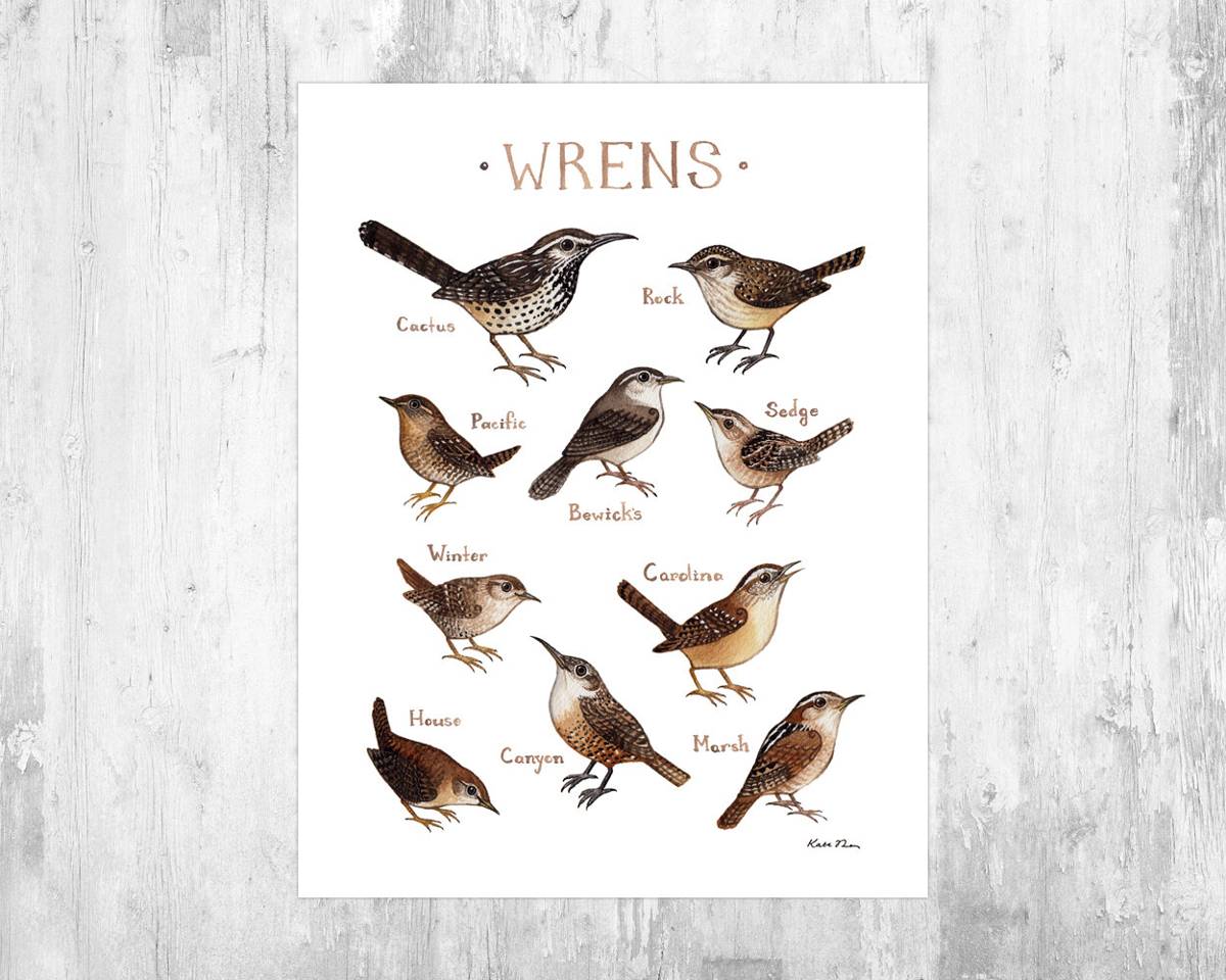 Wrens Of North America Art Print - Nature Print - Bird Art - Poster | Canvas Wall Art Print