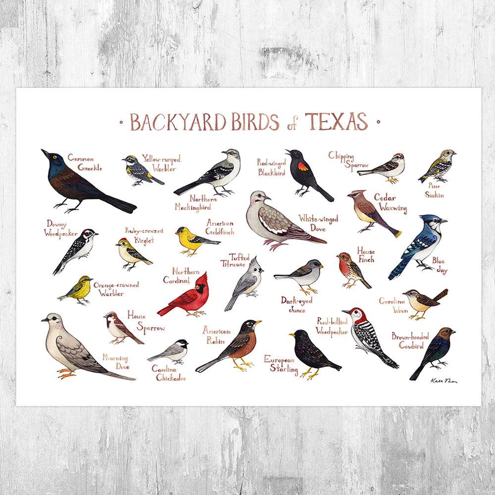 Texas Backyard Birds Field Guide Art Print - Nature Print - Bird - Poster | Canvas Wall Art Print