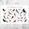 New York Backyard Birds Field Guide Art Print - Nature Print - Bird - Poster | Canvas Wall Art Print
