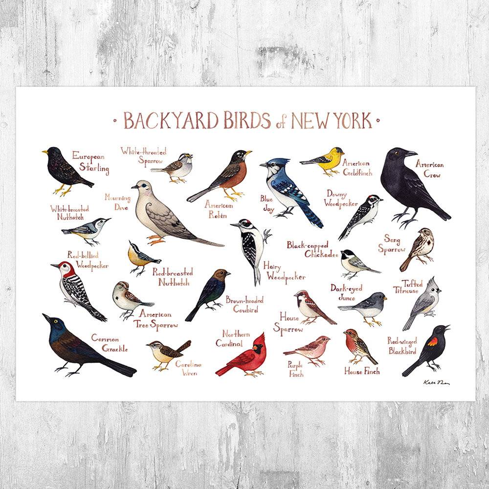 New York Backyard Birds Field Guide Art Print - Nature Print - Bird - Poster | Canvas Wall Art Print