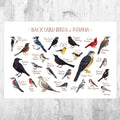 Indiana Backyard Birds Field Guide Art Print - Nature Print - Bird - Poster | Canvas Wall Art Print