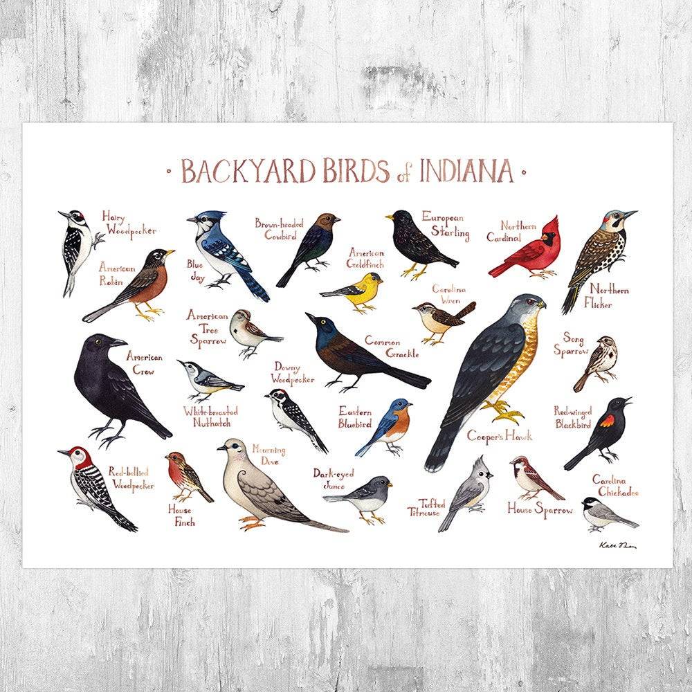 Indiana Backyard Birds Field Guide Art Print - Nature Print - Bird - Poster | Canvas Wall Art Print