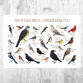 Massachusetts Backyard Birds Field Guide Art Print - Nature Print - Bird - Poster | Canvas Wall Art Print