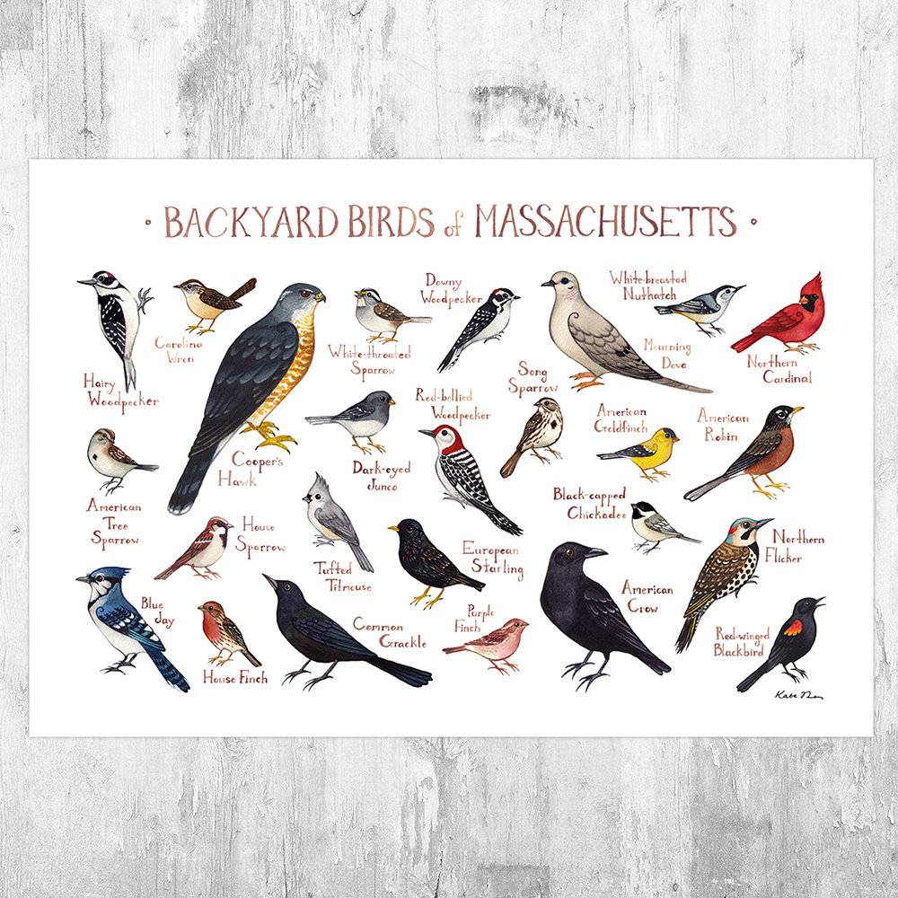 Massachusetts Backyard Birds Field Guide Art Print - Nature Print - Bird - Poster | Canvas Wall Art Print