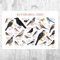 Nevada Backyard Birds Field Guide Art Print - Nature Print - Bird - Poster | Canvas Wall Art Print