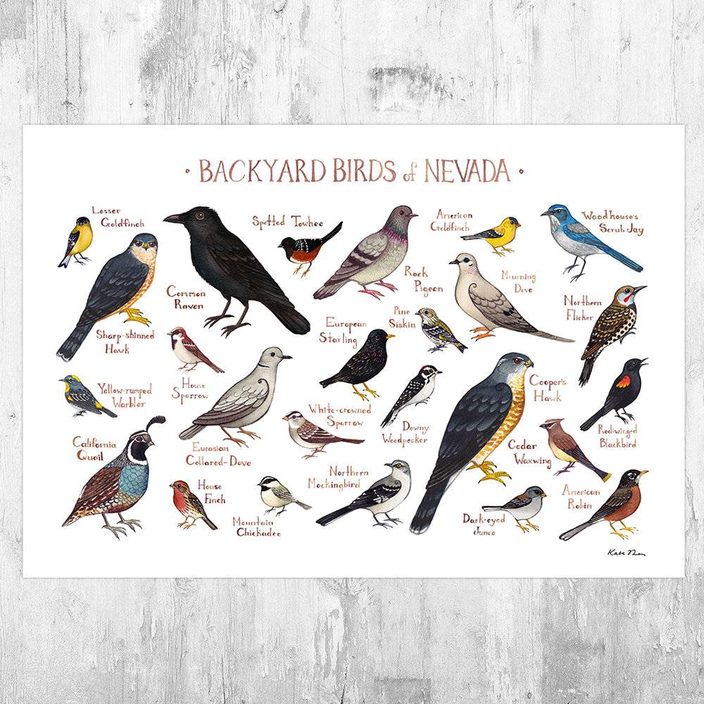 Nevada Backyard Birds Field Guide Art Print - Nature Print - Bird - Poster | Canvas Wall Art Print