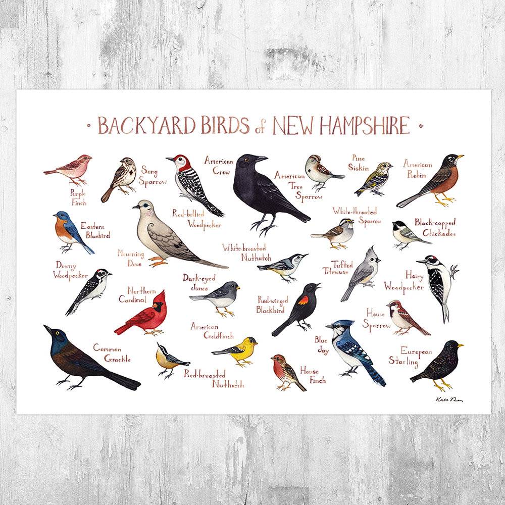 New Hampshire Backyard Birds Field Guide Art Print - Nature Print - Bird - Poster | Canvas Wall Art Print
