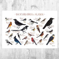 Alaska Backyard Birds Field Guide Art Print - Nature Print - Bird - Poster | Canvas Wall Art Print