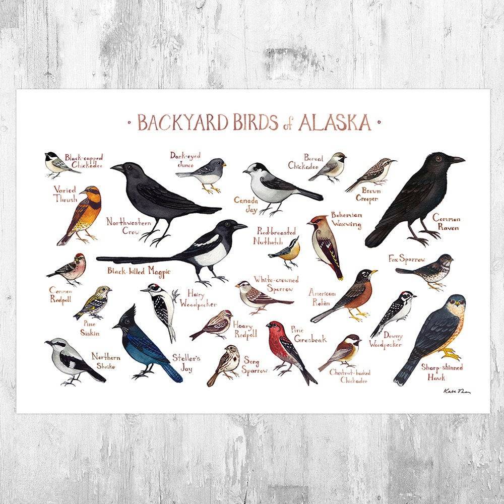 Alaska Backyard Birds Field Guide Art Print - Nature Print - Bird - Poster | Canvas Wall Art Print